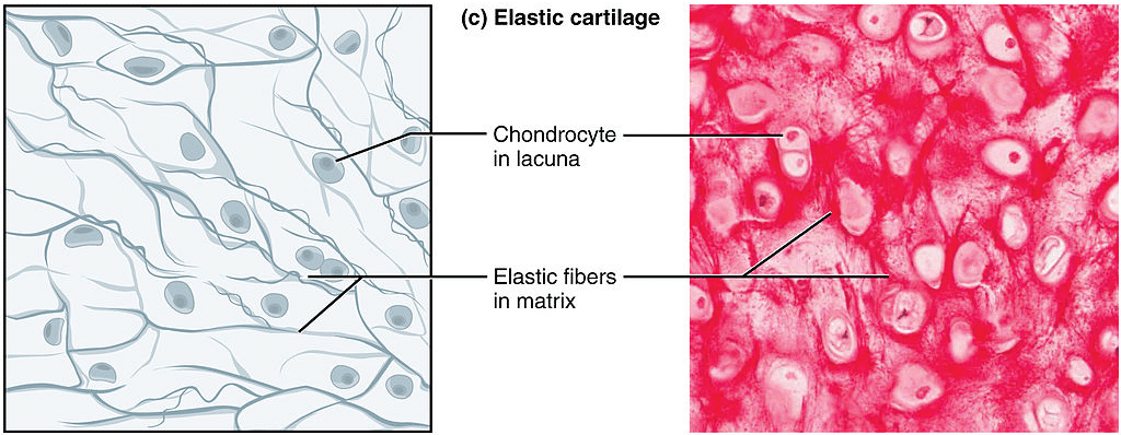 elastic cartilage epiglottis labeled