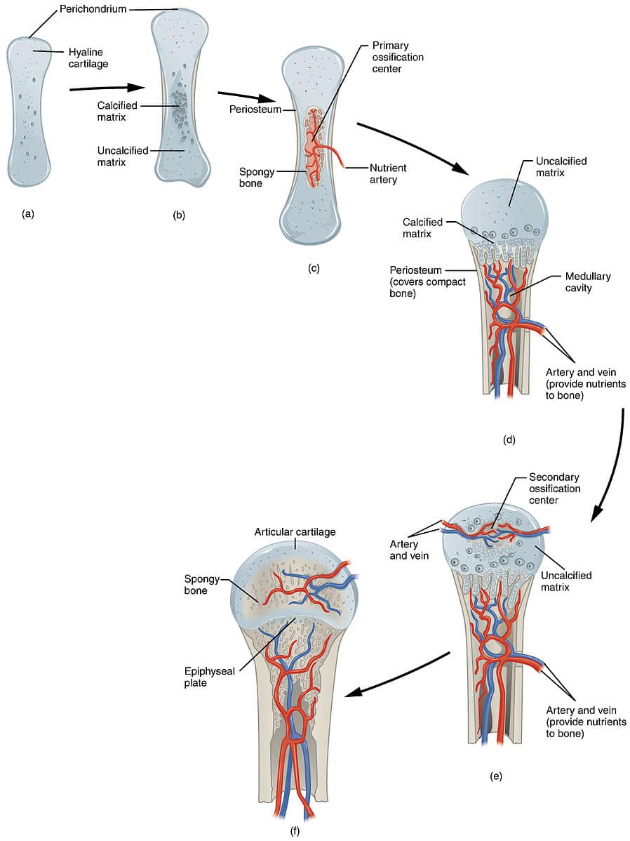 Steps of Endochondral Ossification