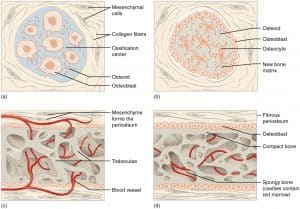 Bone Ossification - Process - Histology - TeachMePhysiology