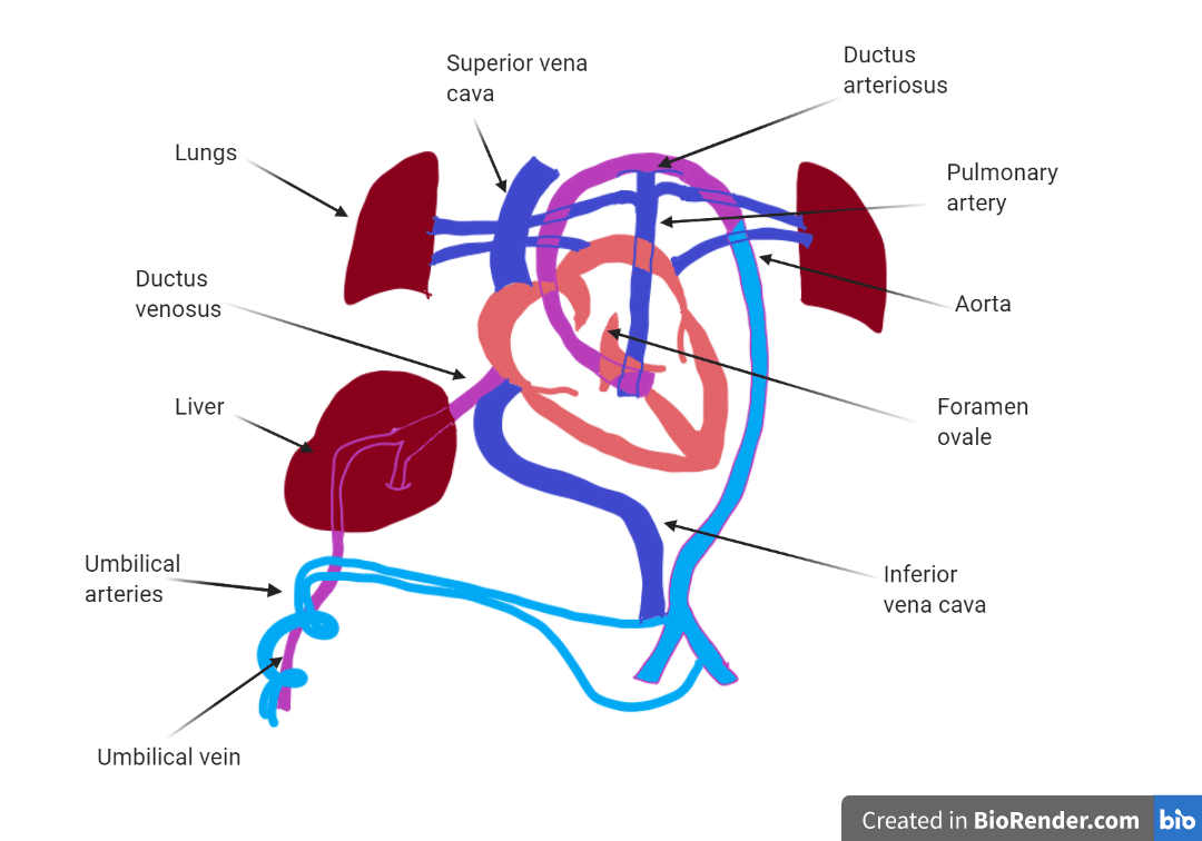 A diagram of the fetal heart with 3 ducts directing blood flow to bypass the liver and lungs.