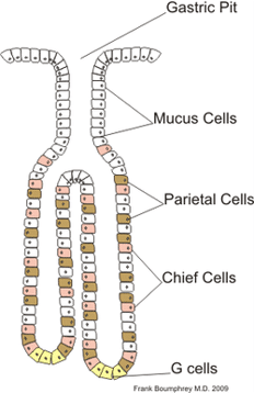 Diagram showing different types of cells in the gastric pits