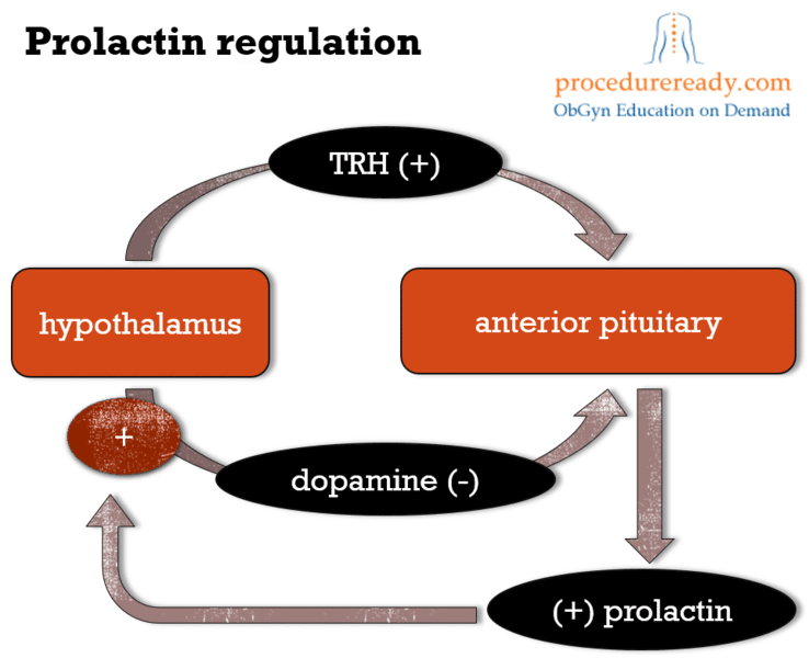 Prolactin Functions Regulation Secretion Teachmephysiology