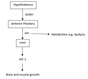 Growth Hormone - Actions - Regulation - TeachMephysiology