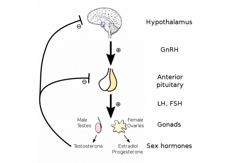 Gonadotropins - Hypothalamic-pituitary axis - TeachMePhysiology
