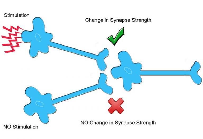 Synaptic Plasticity Synapses Neurology Teachmephysiolgy 4984