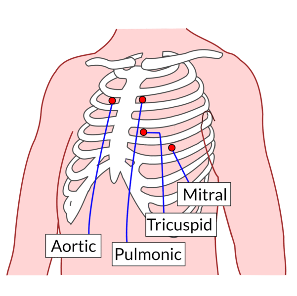 Heart Valves Diagram Auscultation