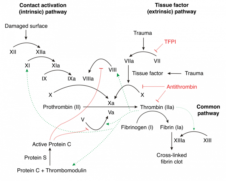 Vitamin K Function Synthesis TeachMePhysiology