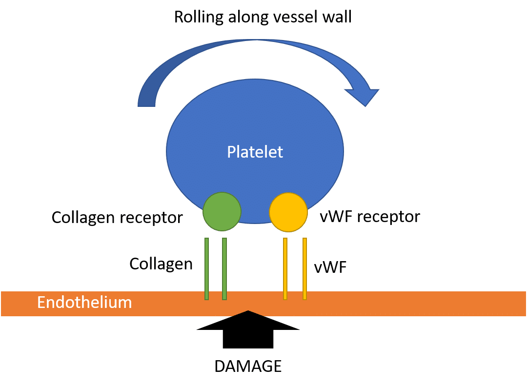 platelets-function-aggregation-adhesion-teachmephysiology