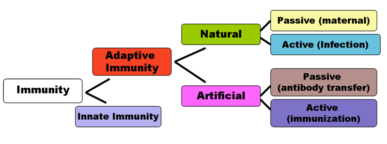 Types Of Immunity Pdf