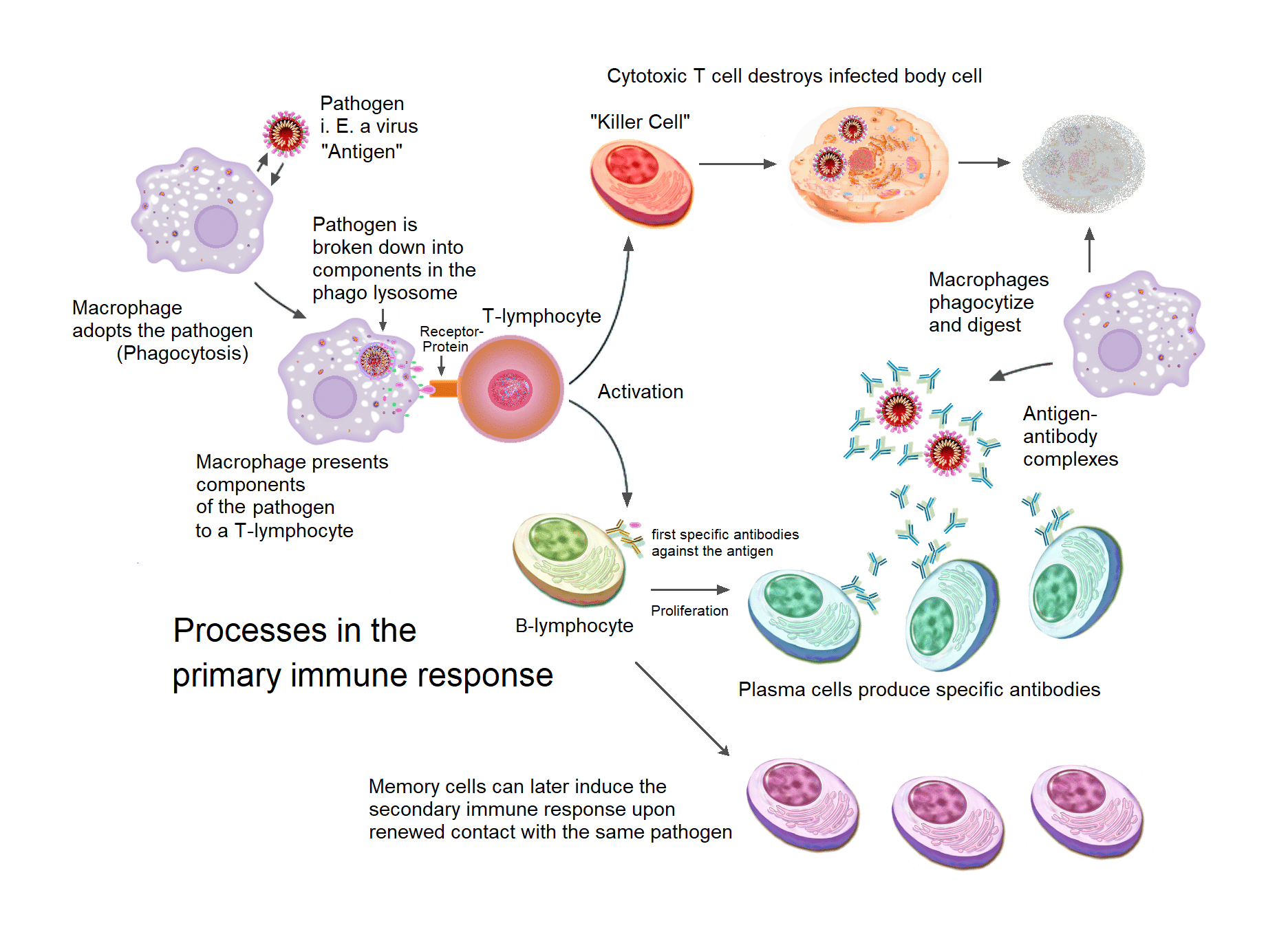 immune system cells diagram
