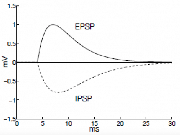 Excitatory and Inhibitory Synaptic Signalling TeachMePhysiology