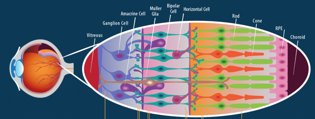 The Retina Ocular Physiology Neurology Teachmephysiology