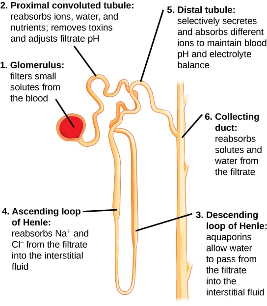 Diagram showing water filtration and absorption in the nephron