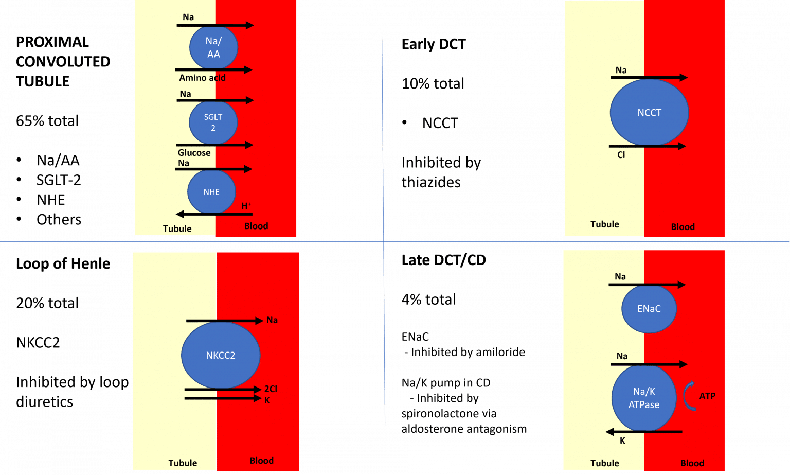 Sodium Regulation Renal Sodium Reabsorption TeachMePhysiology