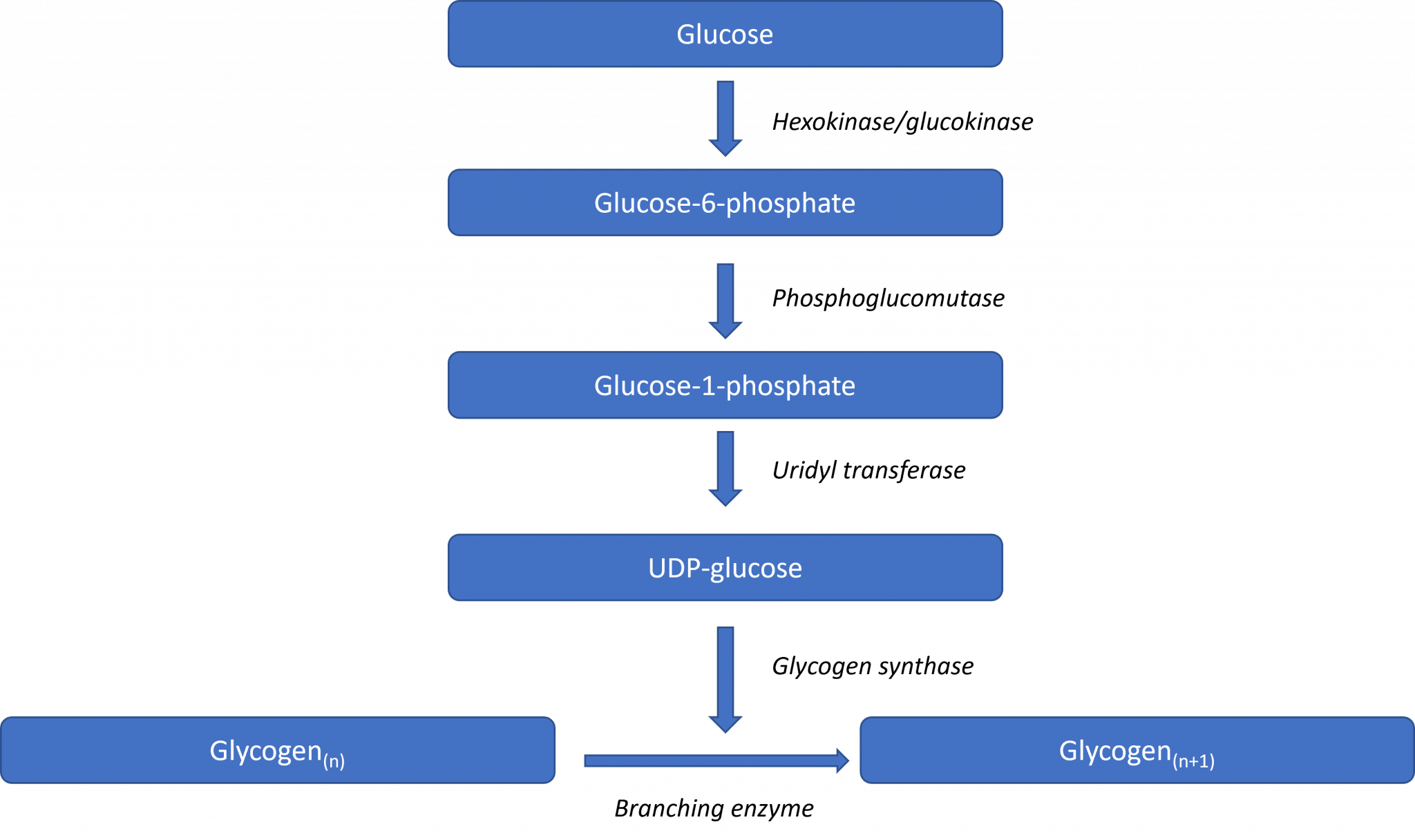 Carbohydrate Metabolism in the Liver Glycogenesis TeachMePhysiology