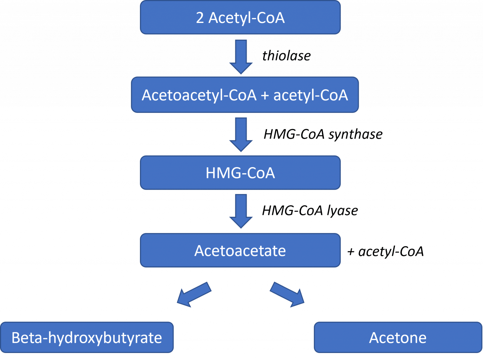 Lipid Metabolism In The Liver Lipolysis Teachmephysiology