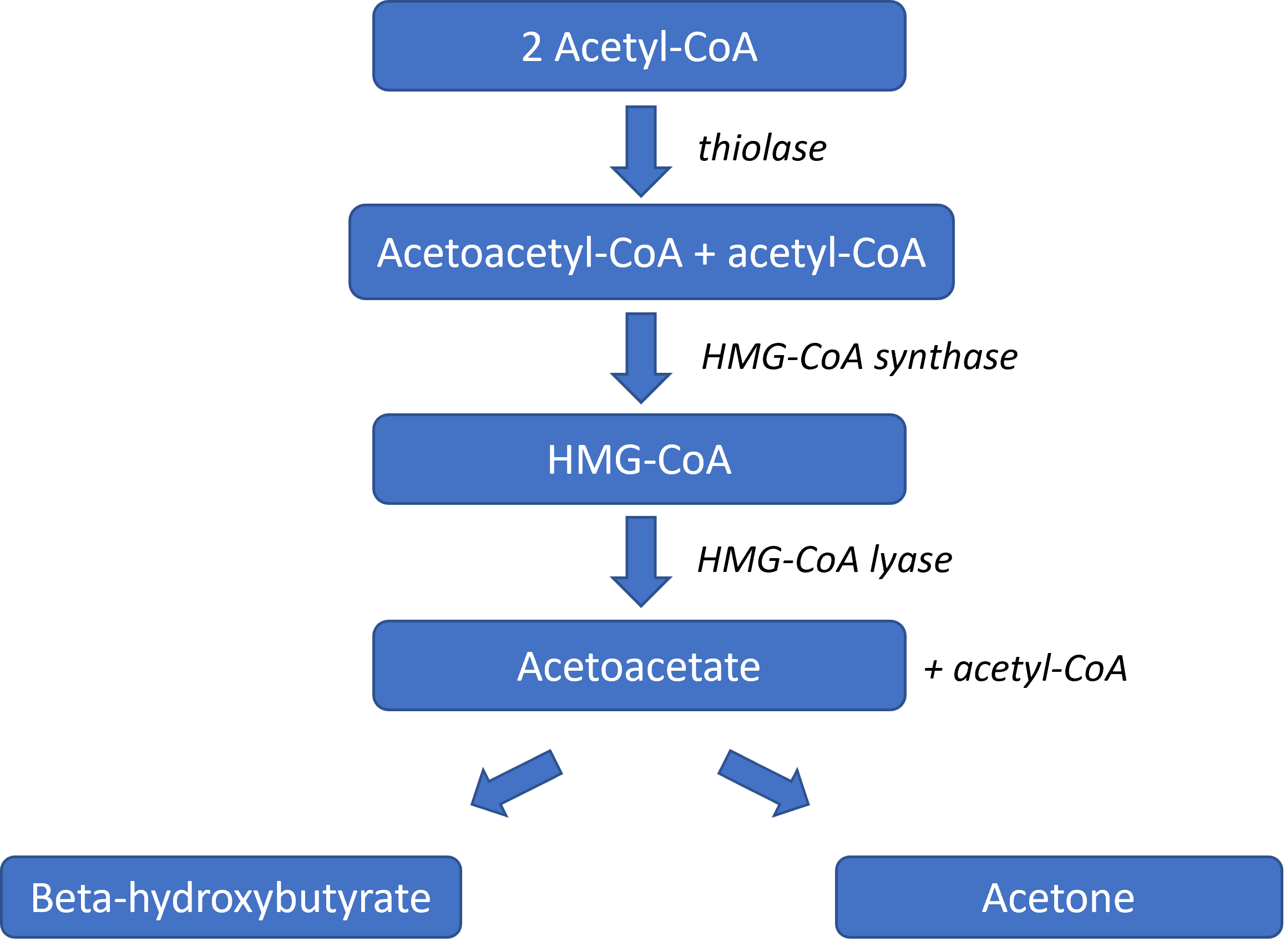 lipid-metabolism-in-the-liver-lipolysis-teachmephysiology