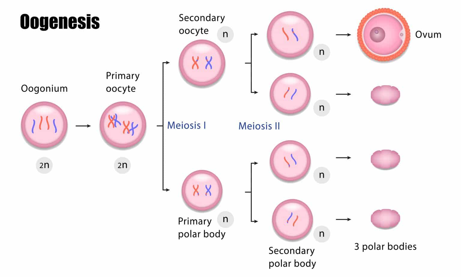 Conception - Zona Pellucida - Sperm Transport - TeachMePhysiology