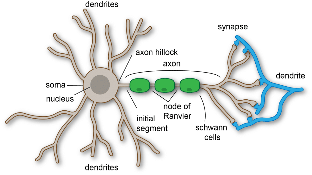 Interneuron multipolar neuron anatomy, structure parts. Single axon and  many dendrites, synaptic endings, terminals. Chemical, physical  transmission. Dark black background. Draw illustration Vector Stock Vector  | Adobe Stock