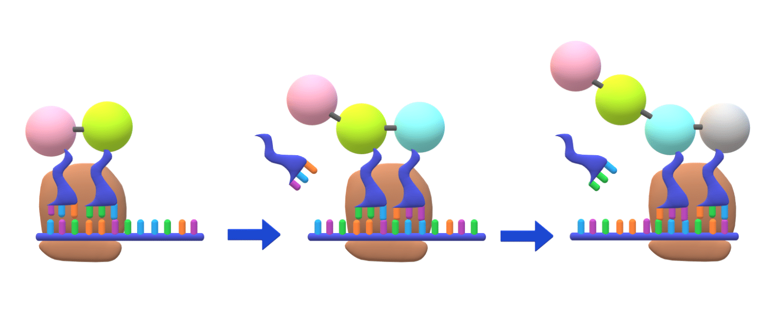 DNA Translation - Phases - TeachMePhysiology