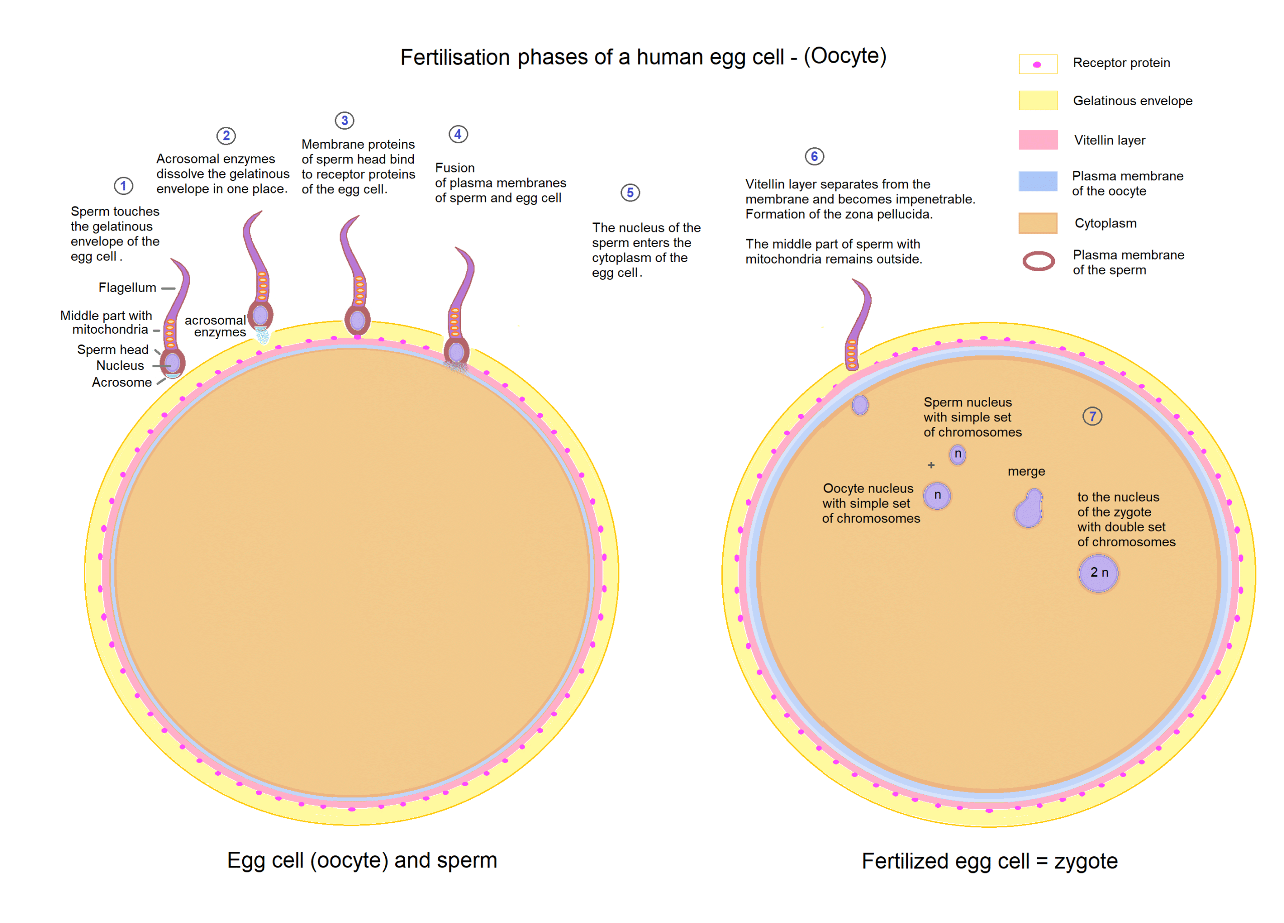 sperm and egg fertilization diagram