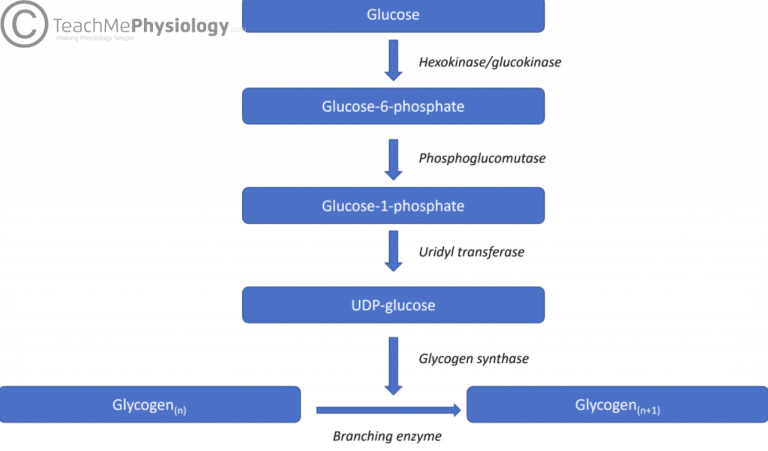 The Liver TeachMePhysiology