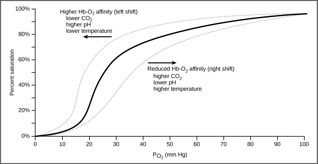 The Liver TeachMePhysiology