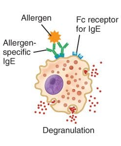 image demonstrating allergen/antigen mediated mast cell degranulation in type 1 hypersensitivity reaction