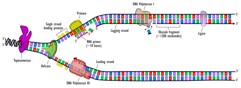 DNA Replication - Stages of Replication - TeachMePhyiology