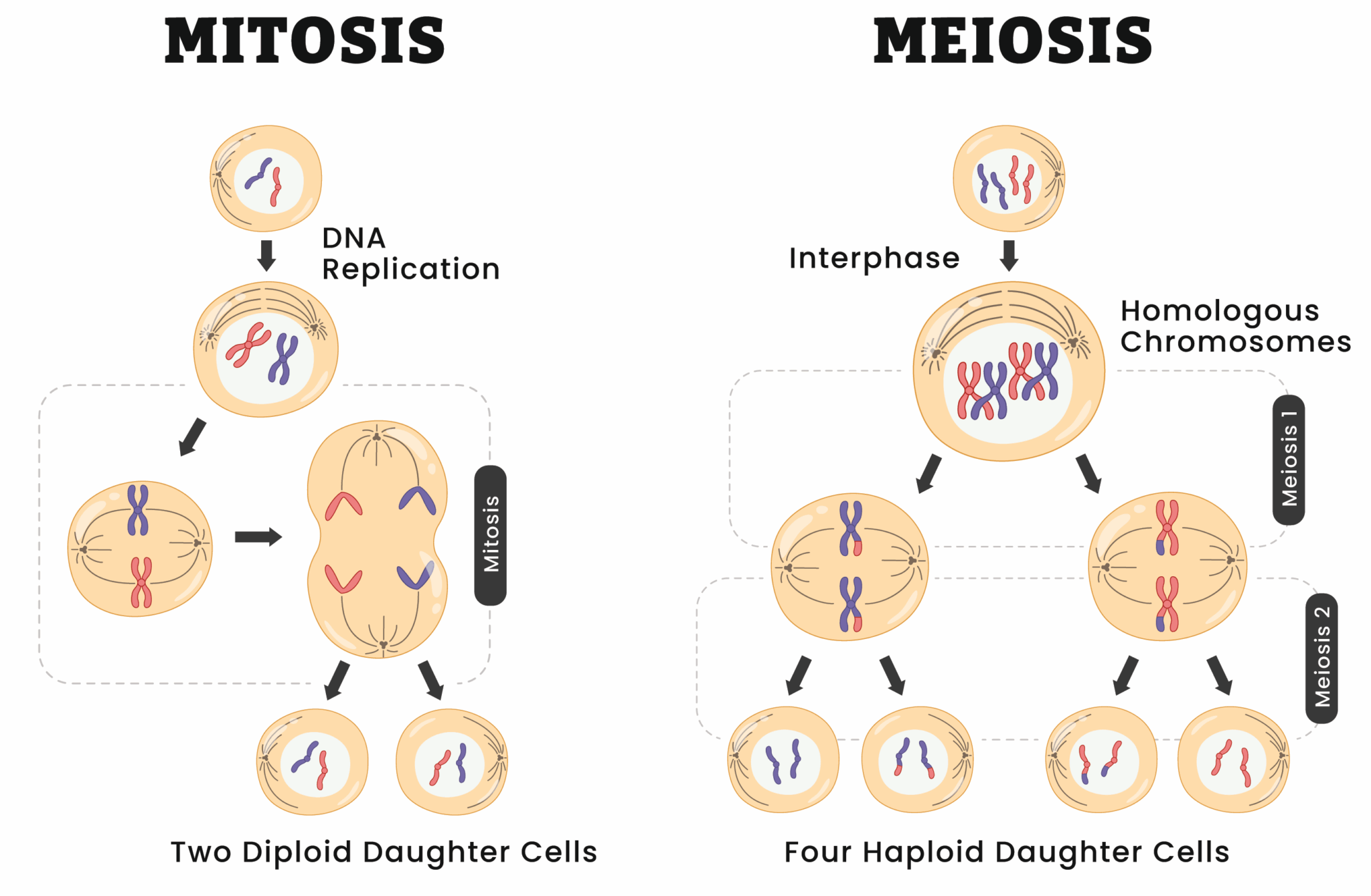 Meiosis - Stages - TeachMePhysiology