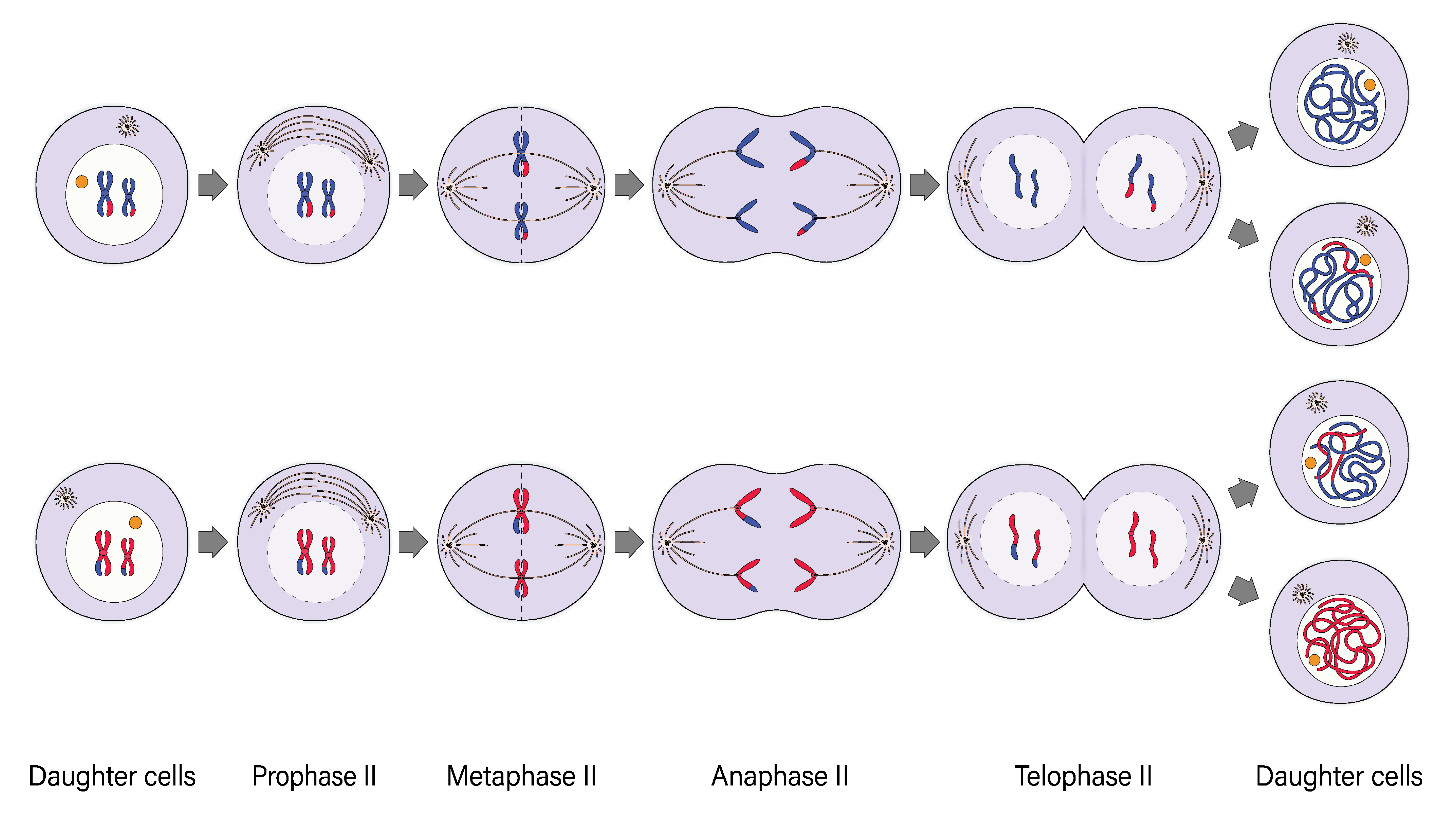 Meiosis 8 Stages 850x794