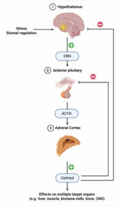 Diagram showing the HPA axis with CRH being released from the hypothalamus, stimulating the anterior pituitary to release ACTH, stimulating the adrenal glands to release cortisol which has effects on multiple effector target organs including the liver, muscle, bone, immune cells, CNS. Also demonstrates negative feedback action of cortisol on the hypothalamus and anterior pituitary and regulatory effects of stress and diurnal regulation