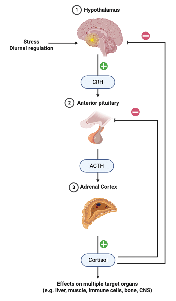 Hypothalamic Pituitary Adrenal Axis Red Squirrels Newman Lab Hypothalamic Pituitary Adrenal Axis Red Squirrels Newman Lab