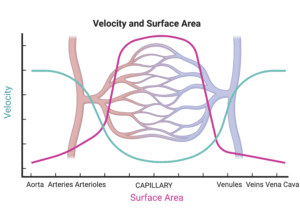 Diagram showing changes in velocity and surface area across the vascular system. Surface area is low in the aorta, increases in arterioles and peaks in the capillaries before reducing in venules and the vena cava. Velocity shows an inverse relationship where it is high in the aorta, reduces in arterioles and capillaries before increasing again in venules and the vena cava.