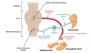 Diagram showing the parasympathetic fibre pathways involved in the secretion of saliva.