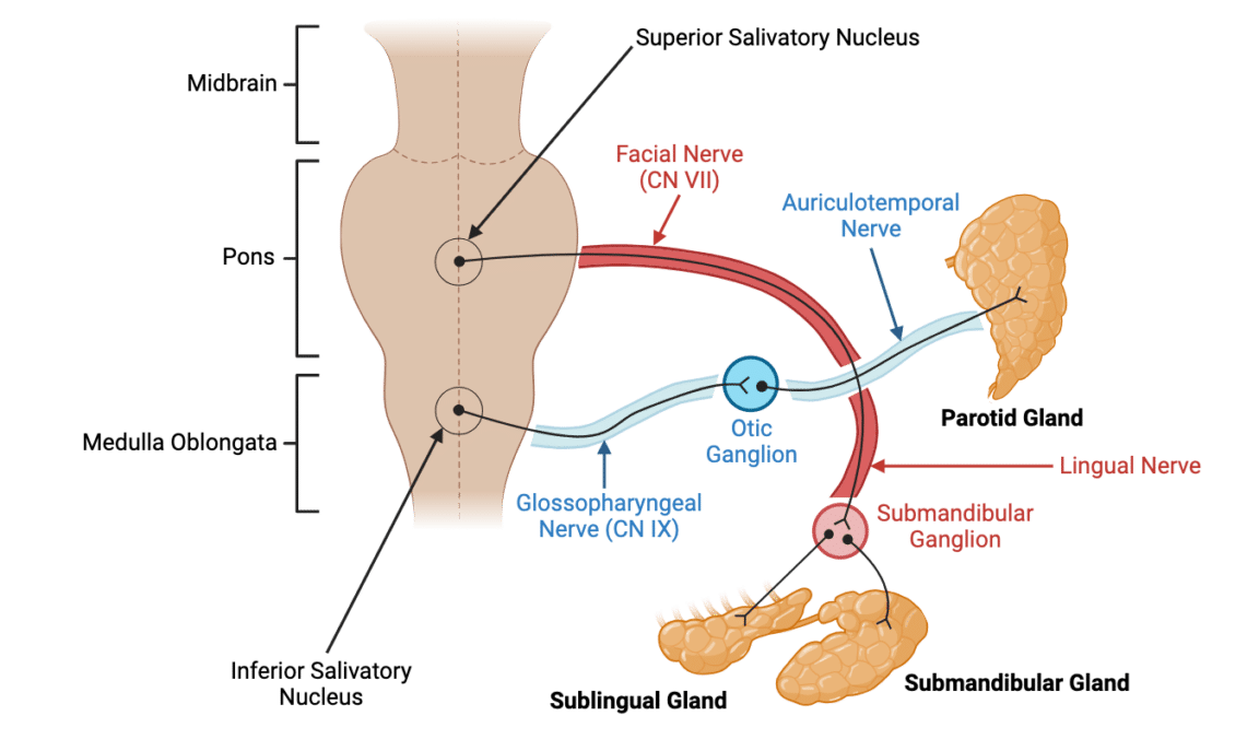 Diagram showing the parasympathetic fibre pathways involved in the secretion of saliva.