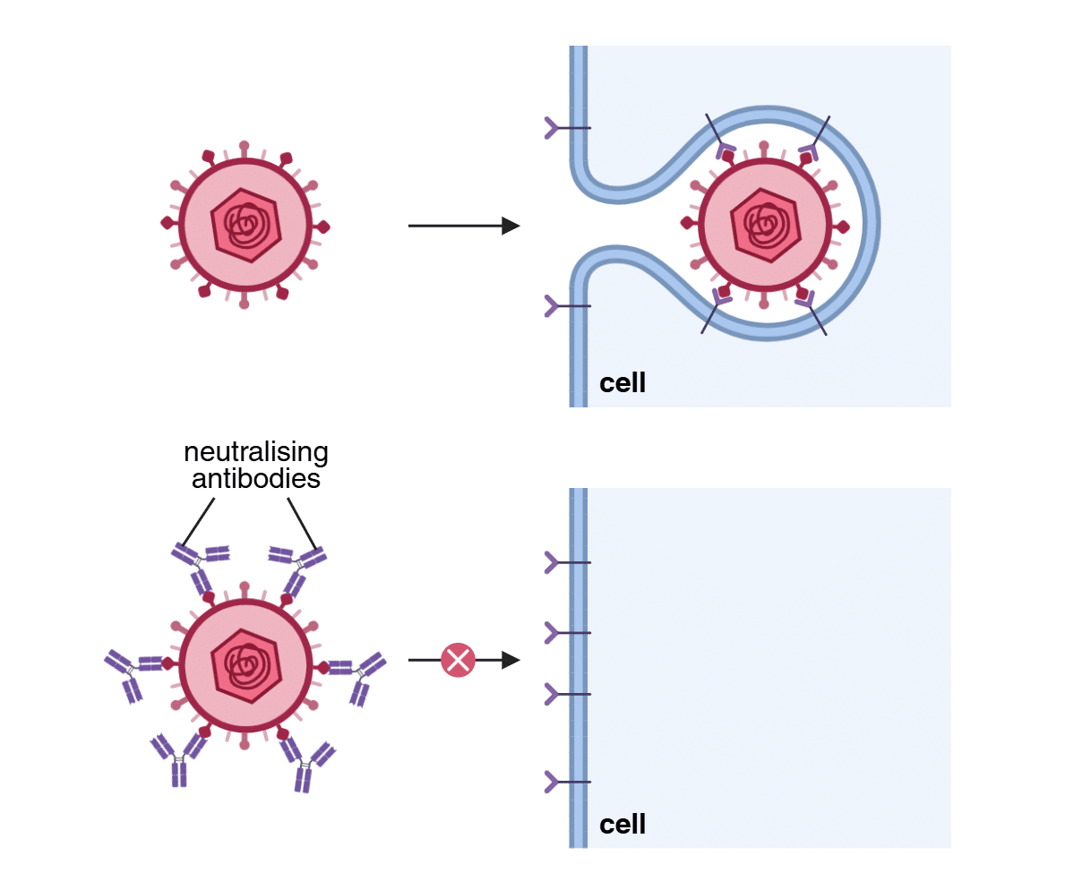Antibody neutralisation