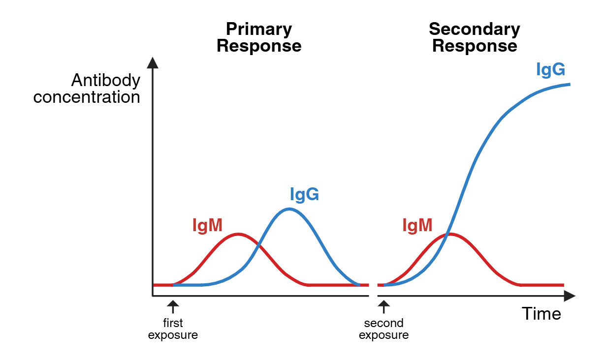 Primary and Secondary Immune Responses