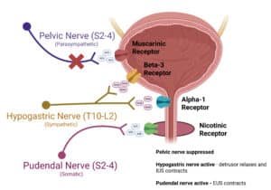Visual depiction of bladder and the role of the pelvic, hypogastric and pudendal nerves during the storage phase of micturition.