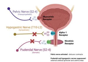 Visual depiction of bladder and the role of the pelvic, hypogastric and pudendal nerves in its voiding during micturition.