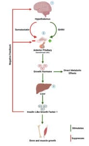 Visual depiction of the role of the hypothalamus, pituitary gland and liver in the growth hormone axis.