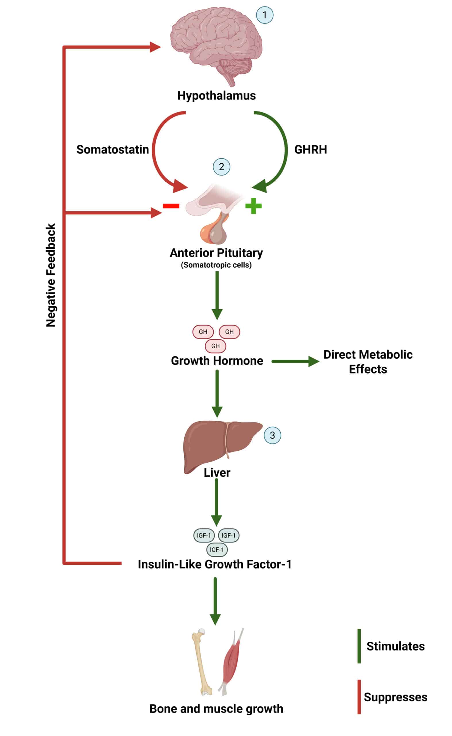 Visual depiction of the role of the hypothalamus, pituitary gland and liver in the growth hormone axis.
