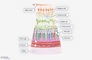 Labelled diagram showing the retinal cell layers, including the deepest sclera, followed by the choroid, RPE cells, rod and cone cells, horizontal cells, bipolar cells, amacrine cells, ganglion cells and optic nerve