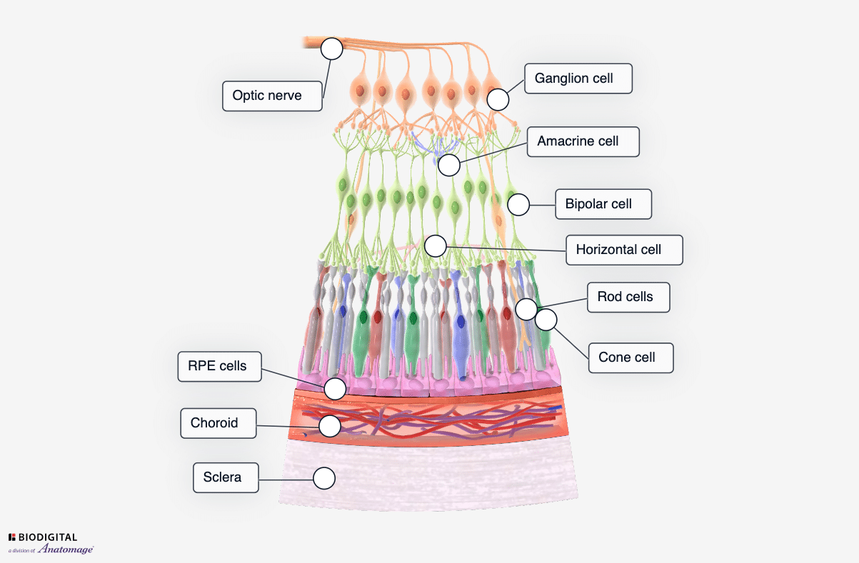 Labelled diagram showing the retinal cell layers, including the deepest sclera, followed by the choroid, RPE cells, rod and cone cells, horizontal cells, bipolar cells, amacrine cells, ganglion cells and optic nerve