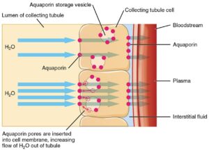 Illustration of the process of water reabsoprtion in the kidney's collecting tubule, mediated by ADH to regulat water balance.