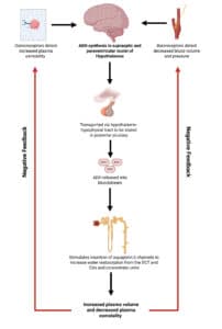 Visual depiction of the role of the hypothalamus, pituitary gland and lkidney in the ADH axis.