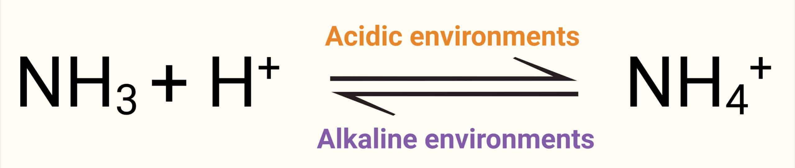 Visual depiction of the reversible reaction between ammona and ammonium, which is highly dependant on pH.