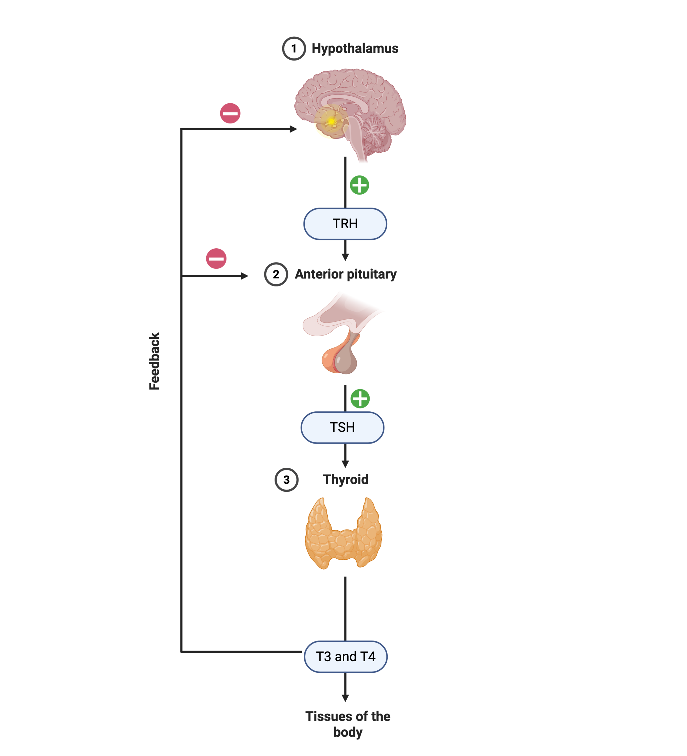 HPT axis showing the hypothalamus releasing TRH to act on the pituitary gland which releases TSH which acts on the thyroid gland to which releases T3 and T4. T3 and T4 exerts its effects on tissues of the body and negatively feedback to both the anterior pituitary and the hypothalamus