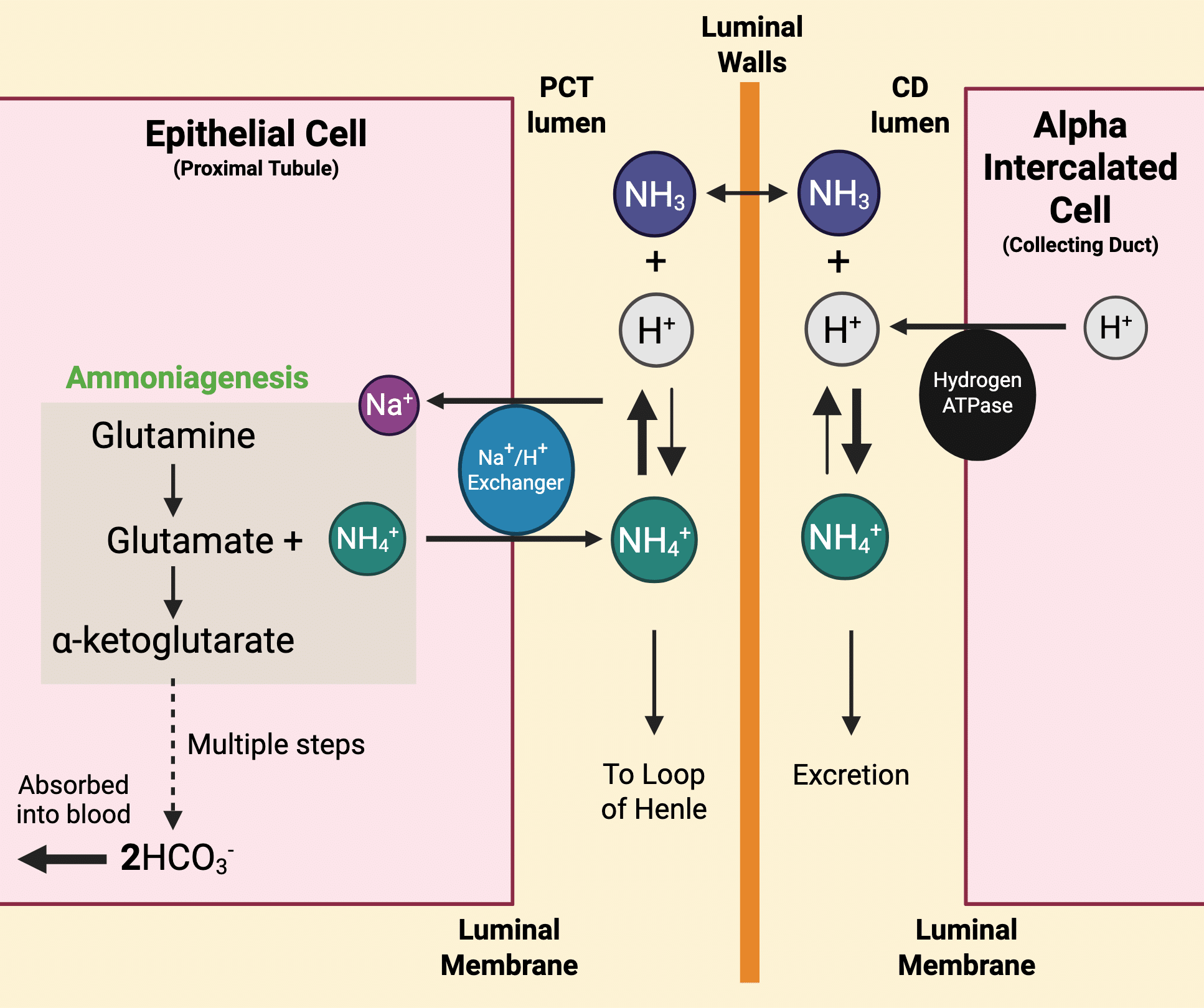 Visual summary of renal ammoniagenesis showing the generation of ammonium and 2 bicarbonate ions from glutamate, the absorption of bicarbonate in the PCT and the export of ammonium, conversion to ammonia, diffusion to the collecting duct and the reconversion to ammonium whilst buffering hydrogen ions in the duct, aiding excretion