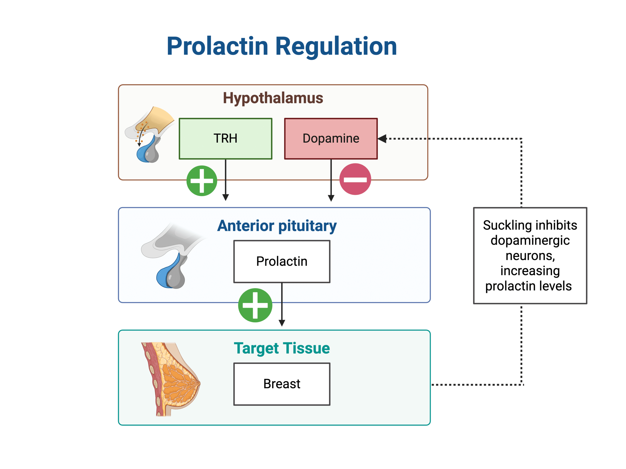 Diagram showing prolactin regulation with stimulation of the anterior pituitary by TRH released by the hypothalamus to increase secretion and inhibition of the anterior pituitary by hypothalamic dopamine. Prolactin is shown to act on the target breast tissue, whilst suckling inhibits the dopaminergic neurones, increasing prolactin release